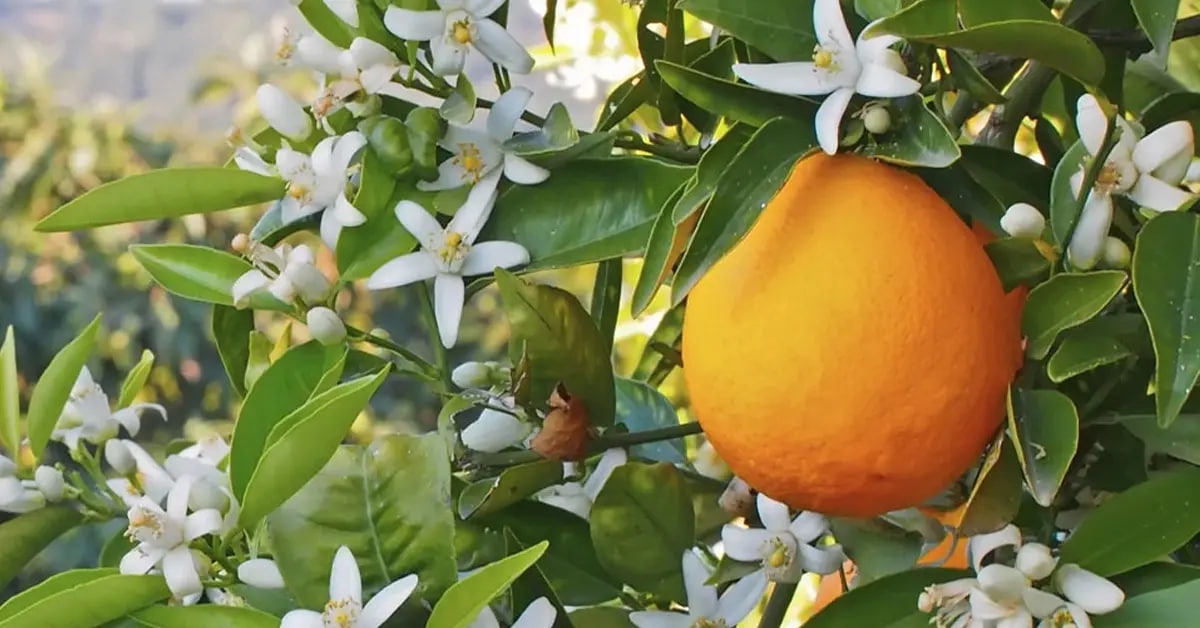 خواص ضد التهابی و آنتی‌اکسیدانی دمنوش بهارنارنج برای سلامتی