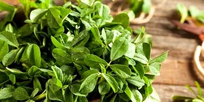 شنبلیله: گیاهی باستانی با خواص درمانی مدرن