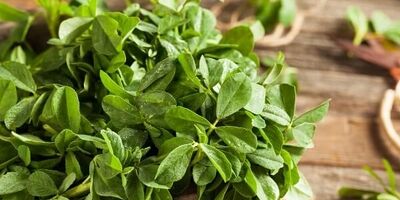 شنبلیله: گیاهی باستانی با خواص درمانی مدرن