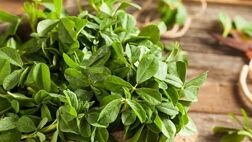 شنبلیله: گیاهی باستانی با خواص درمانی مدرن