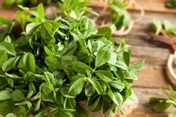 شنبلیله: گیاهی باستانی با خواص درمانی مدرن