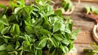 شنبلیله: گیاهی باستانی با خواص درمانی مدرن