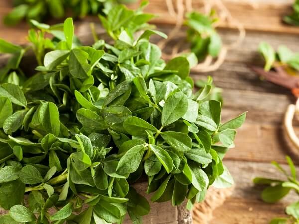شنبلیله: گیاهی باستانی با خواص درمانی مدرن