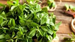 شنبلیله: گیاهی باستانی با خواص درمانی مدرن