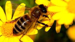 علائم و اقدامات اولیه هنگام زنبور گزیدگی
