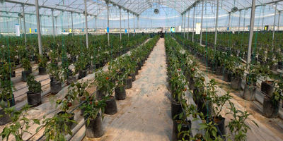 چرا هواکش به تنهایی برای تهویه گلخانه کافی نیست؟