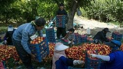 افزایش 9 درصدی تورم تولیدکننده باغداری و دامداری