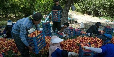 افزایش 9 درصدی تورم تولیدکننده باغداری و دامداری