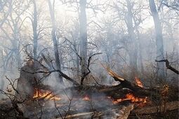 آتش در کمین؛ چگونه از آتش‌سوزی جنگل‌ها پیشگیری کنیم؟