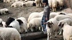 ۴ میلیون راس دام سبک مازاد داریم
