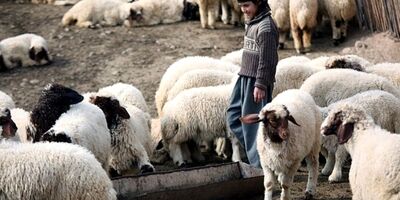 
قیمت دام زنده به ۱۷۰ هزارتومان رسید
