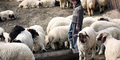 ۴ میلیون راس دام سبک مازاد داریم