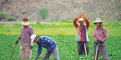  جذب یک میلیون بیمه شده جدید در صندوق بیمه اجتماعی روستاییان