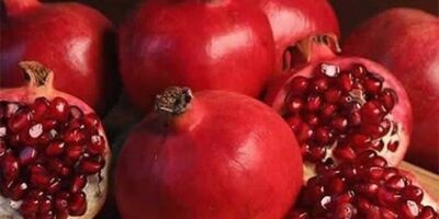 اکثر باغداران  باغات خود را بیمه نمی‌کنند