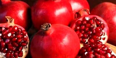 اکثر باغداران  باغات خود را بیمه نمی‌کنند