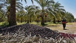 گردش مالی سالانه خرما بیش از ۱.۵ میلیارد دلار است
