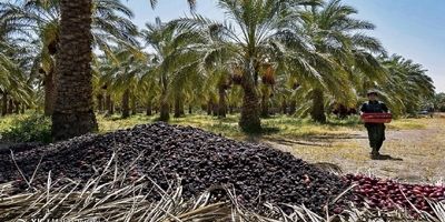 ایران به ۸۰ کشور خرما صادر می‌کند