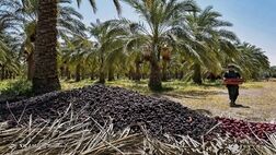 گردش مالی سالانه خرما بیش از ۱.۵ میلیارد دلار است
