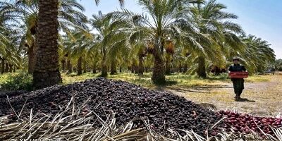 گردش مالی سالانه خرما بیش از ۱.۵ میلیارد دلار است
