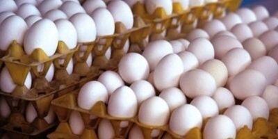 قیمت تخم مرغ ۲۰ درصد از نرخ مصوب ارزانتر شد