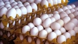 قیمت تخم مرغ ۲۰ درصد از نرخ مصوب ارزانتر شد