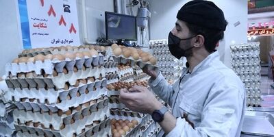 مرغ و تخم مرغ تولیدی نیاز ۱۰ میلیون جمعیت پیرامونی کشور را  پاسخ می دهد