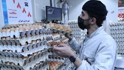 مرغ و تخم مرغ تولیدی نیاز ۱۰ میلیون جمعیت پیرامونی کشور را  پاسخ می دهد