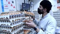 کاهش مجدد قیمت تخم مرغ تنظیم بازار در میادین