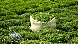 خرید چای ایران از سریلانکا متوقف شد
