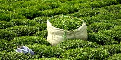 واردات چای به ۴۱ هزارتن رسید