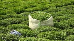 قیمت تضمینی برگ سبز چای برای سال ۱۴۰۳ اعلام شد