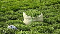 خرید چای ایران از سریلانکا متوقف شد
