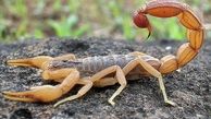 عقرب زدگی منجر به فوت 15 نفر شد