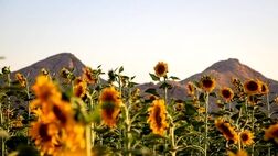 درخشش گل‌های طلایی آفتابگردان