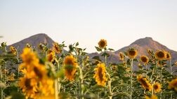 درخشش گل‌های طلایی آفتابگردان