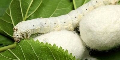 نوغانداران حرفه‌ای از بیمه استقبال نمی‌کنند