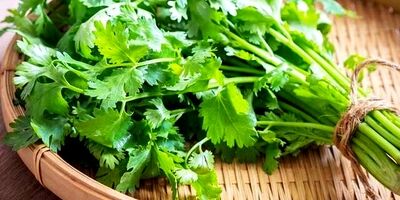 مصرف این گیاه سلامت مغز دوم را تضمین می‌کند
