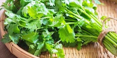 مصرف این گیاه سلامت مغز دوم را تضمین می‌کند
