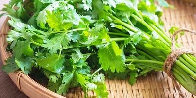 مصرف این گیاه سلامت مغز دوم را تضمین می‌کند
