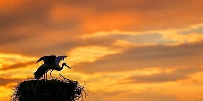 لک لک‌های مهاجر + عکس
