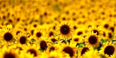 افزایش چشمگیر صادرات محصولات کشاورزی اوکراین