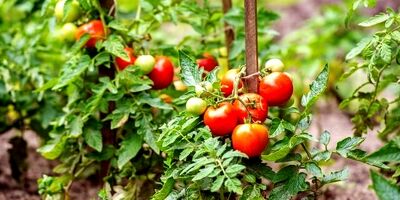 عوارض صادراتی گوجه فرنگی تمدید شد
