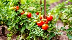 عوارض صادراتی گوجه فرنگی تمدید شد
