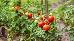 عوارض صادراتی گوجه فرنگی تمدید شد

