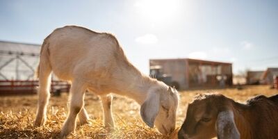 قیمت هر کیلو دام زنده در عید قربان ۲۶۰ هزار تومان