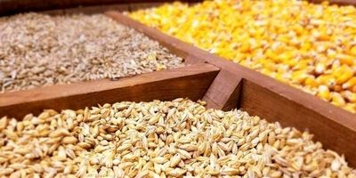 افزایش قیمت نهاده‌های دامی بر بازار گوشت چه اثری دارد؟
