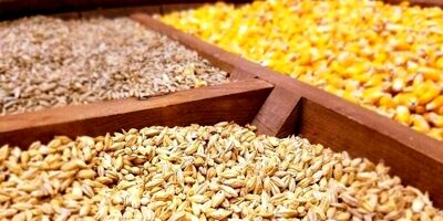 واردات نهاده‌ های دامی به بیش از ۱۳ میلیون دلار رسید
