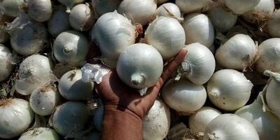 کاهش ۱۵ درصدی قیمت پیاز در راه است
