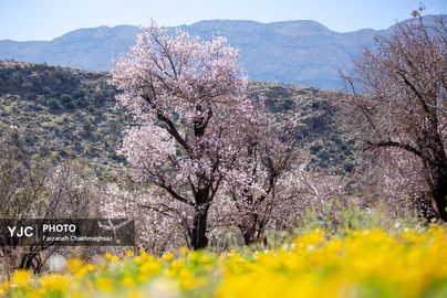 شکوفه‌های زیبای بهاری روستای مهارلو (11)