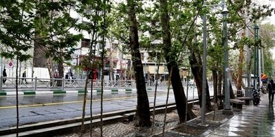 کاشت ۳۰۰ اصله درخت در خیابان ولیعصر تا پایان امسال